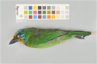 藏品(五色鳥)的圖片